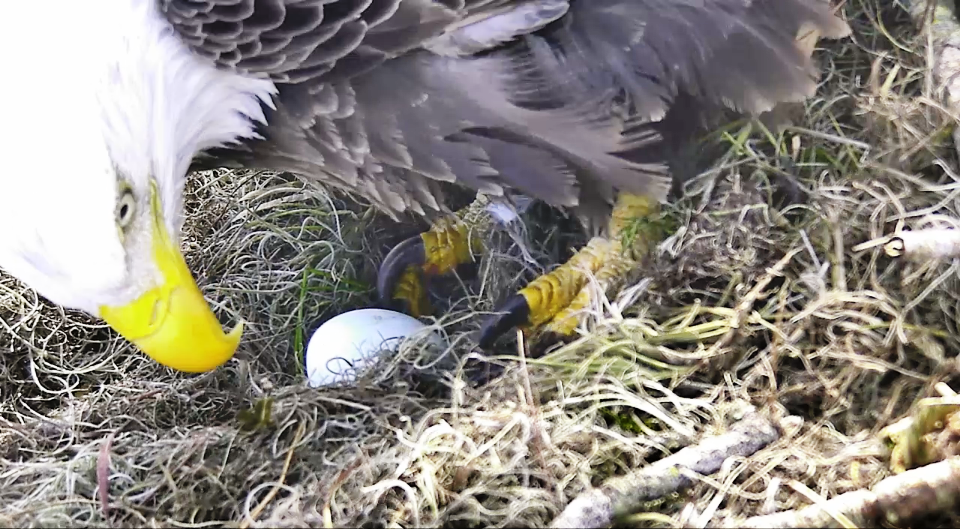 NE Eagle CAM - first egg of 2014-2015 season - GoToby.com